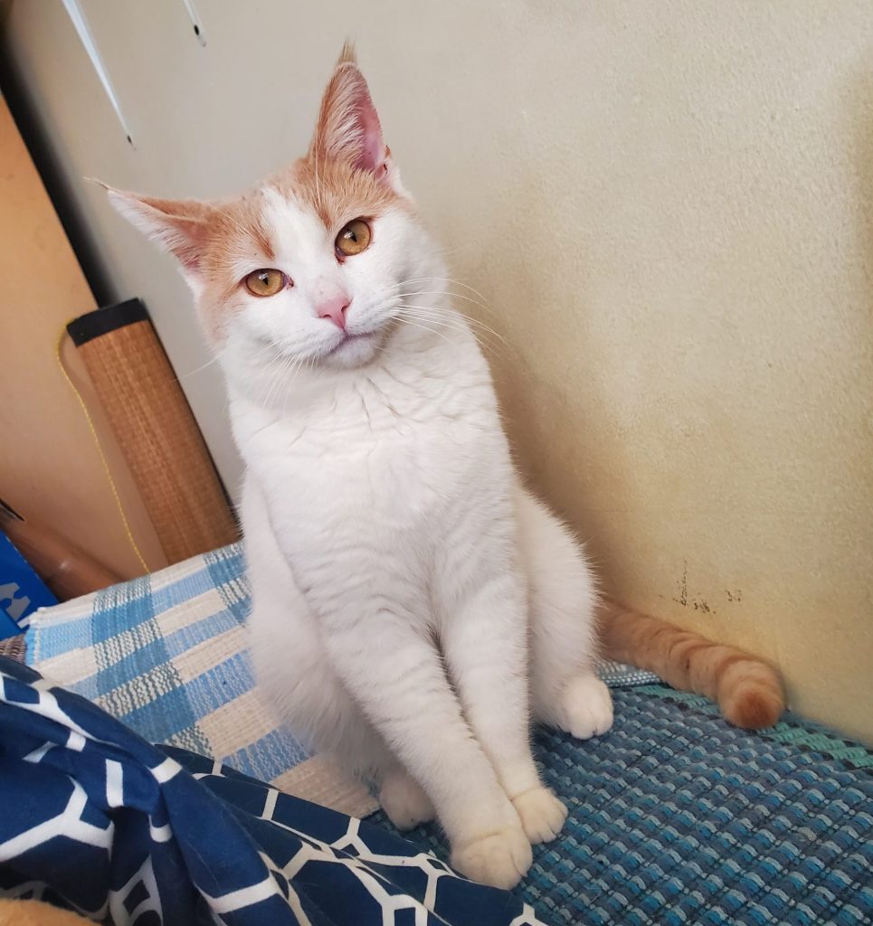 Turkish van orange tabby mix cat for adoption in toronto – meet yuki