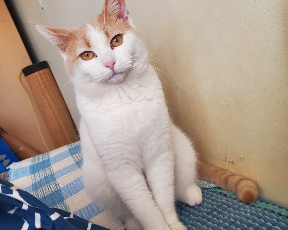 Turkish Van Orange Tabby Mix Cat For Adoption in Toronto – Meet Yuki