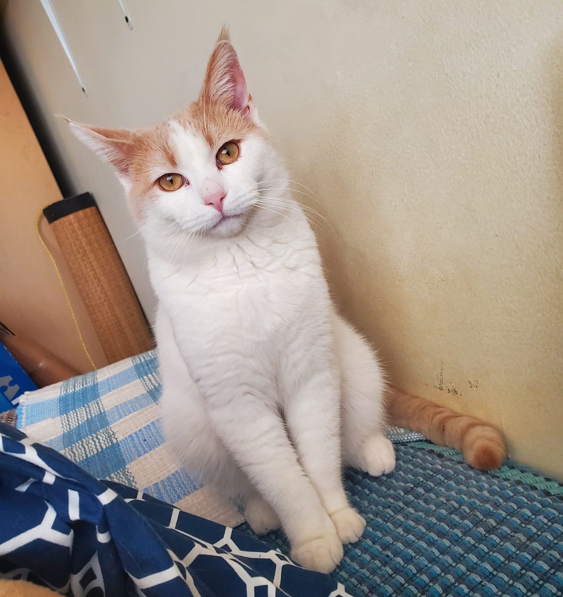 Turkish Van Orange Tabby Mix Cat For Adoption in Toronto – Meet Yuki