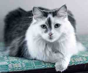 A stunning black and white long-haired cat like many cats for adoption near you showcased on this website.