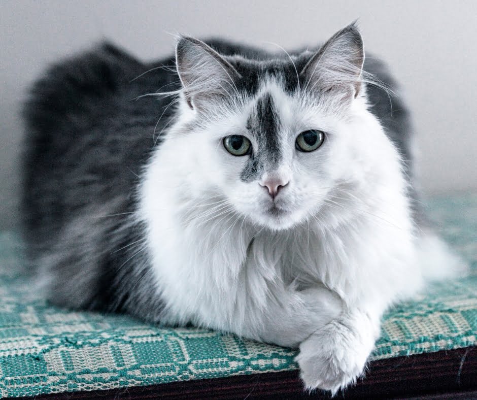 A stunning black and white long-haired cat