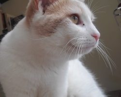 Cat for adoption in toronto