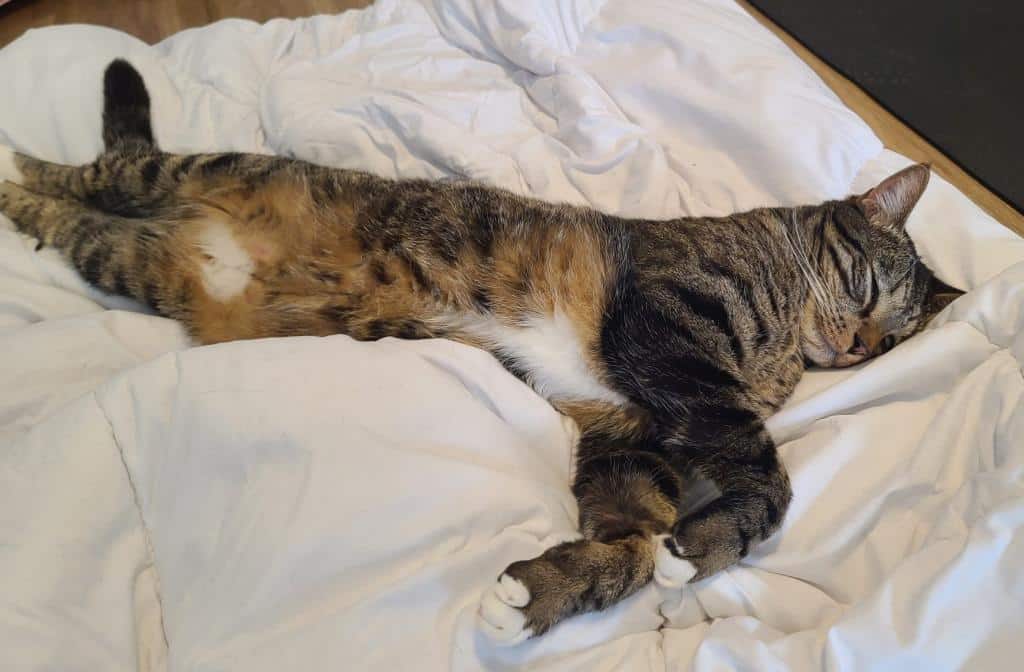 Pete the adoptable brown tabby cat is draped across his owner's bed, waiting for cuddles.