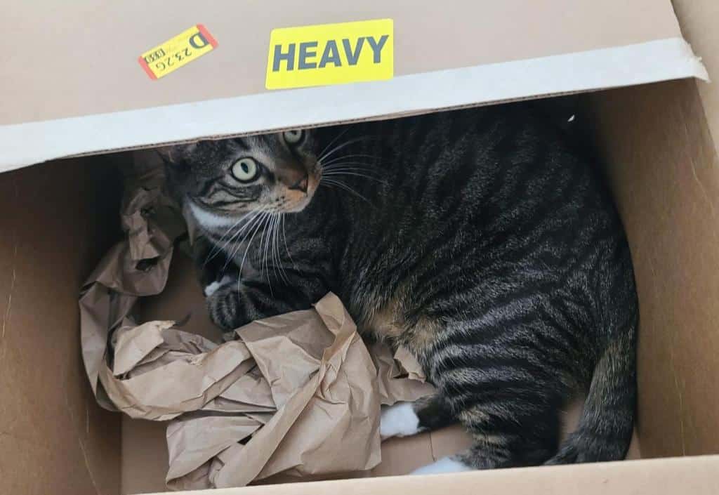 Pete the adoptable brown tabby cat loves boxes. here he is inside a big brown box with some wrapping paper, peering out with his mesmerizing green eyes.