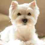 West Highland white terrier westie