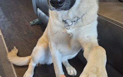 Gorgeous german shepherd mix puppy for adoption in fort mcmurray ab – meet bella