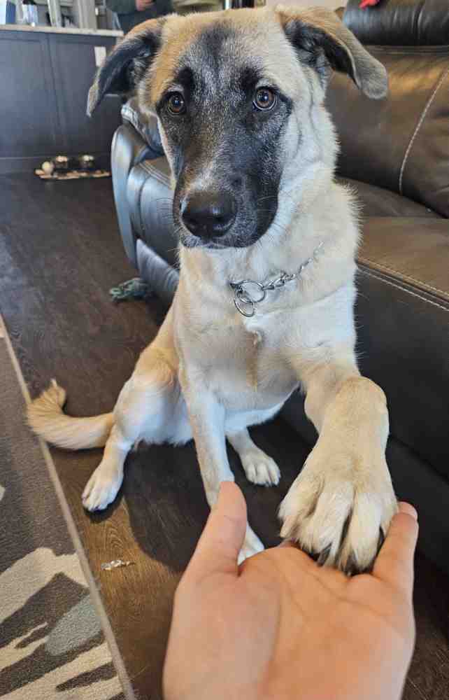 Gorgeous German Shepherd Mix Puppy for Adoption in Fort McMurray AB – Meet Bella