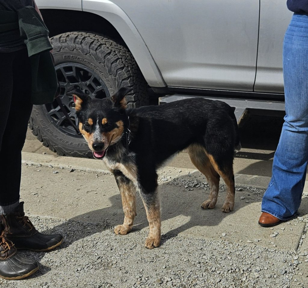 Australian cattle dog (heeler) australian shepherd (aussie) bernese mountain dog mix for adoption in rockport wa – meet trudy