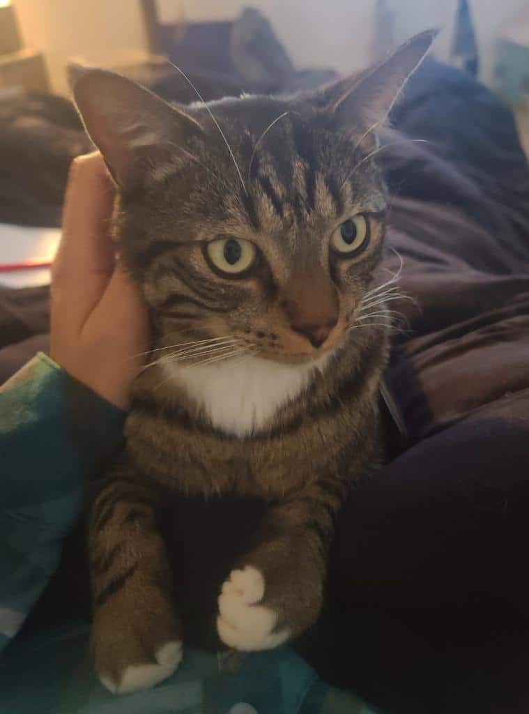 Pete the adoptable brown tabby cat sits on his owners lap getting pets and cuddles.
