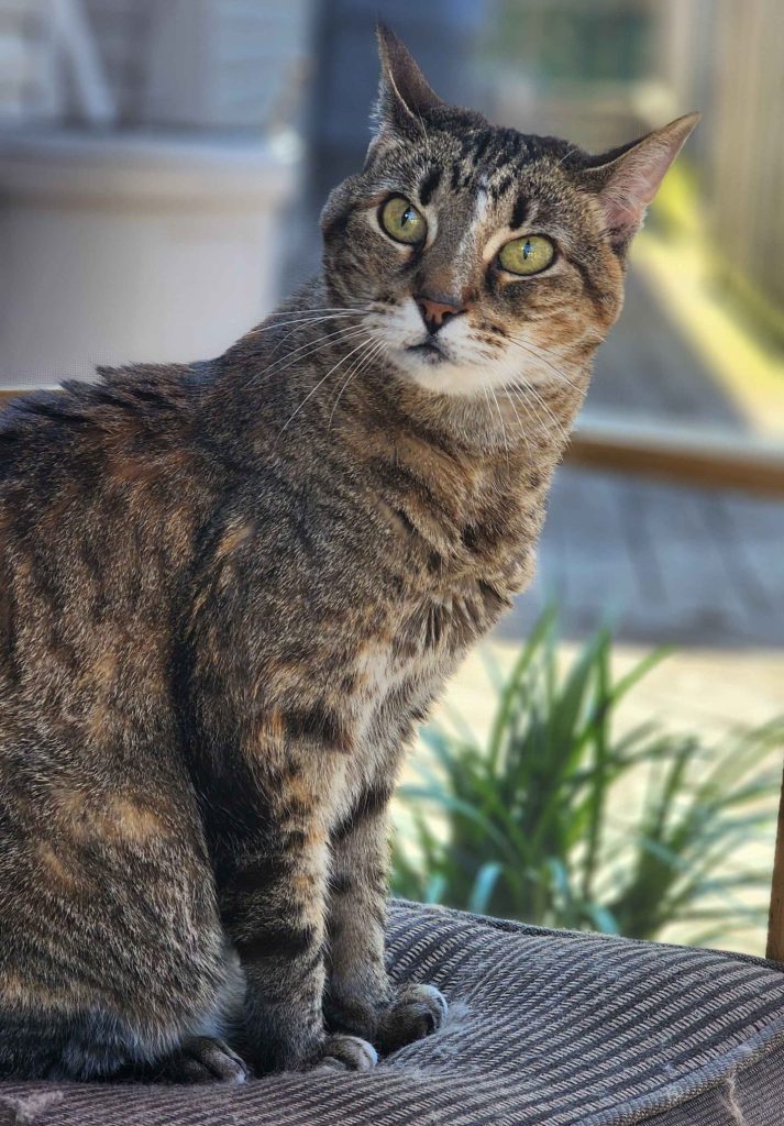 Flossie, a cute and vocal tabby cat for adoption in philadelphia pa