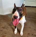 Photo of Bella, a Miniature Bull Terrier dog for adoption in San Antonio, Texas, standing looking at camera.
