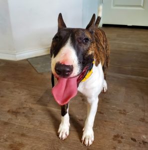 Photo Photo of bella, a miniature bull terrier dog for adoption in san antonio, texas, standing looking at camera.