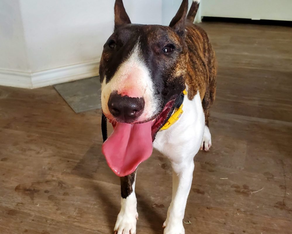 Photo of Bella, a Miniature Bull Terrier dog for adoption in San Antonio, Texas, standing looking at camera.
