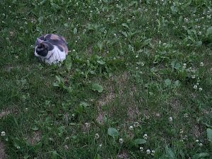 cat for adoption in edmonton