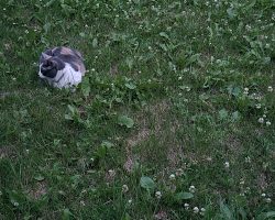 Cat for adoption in edmonton