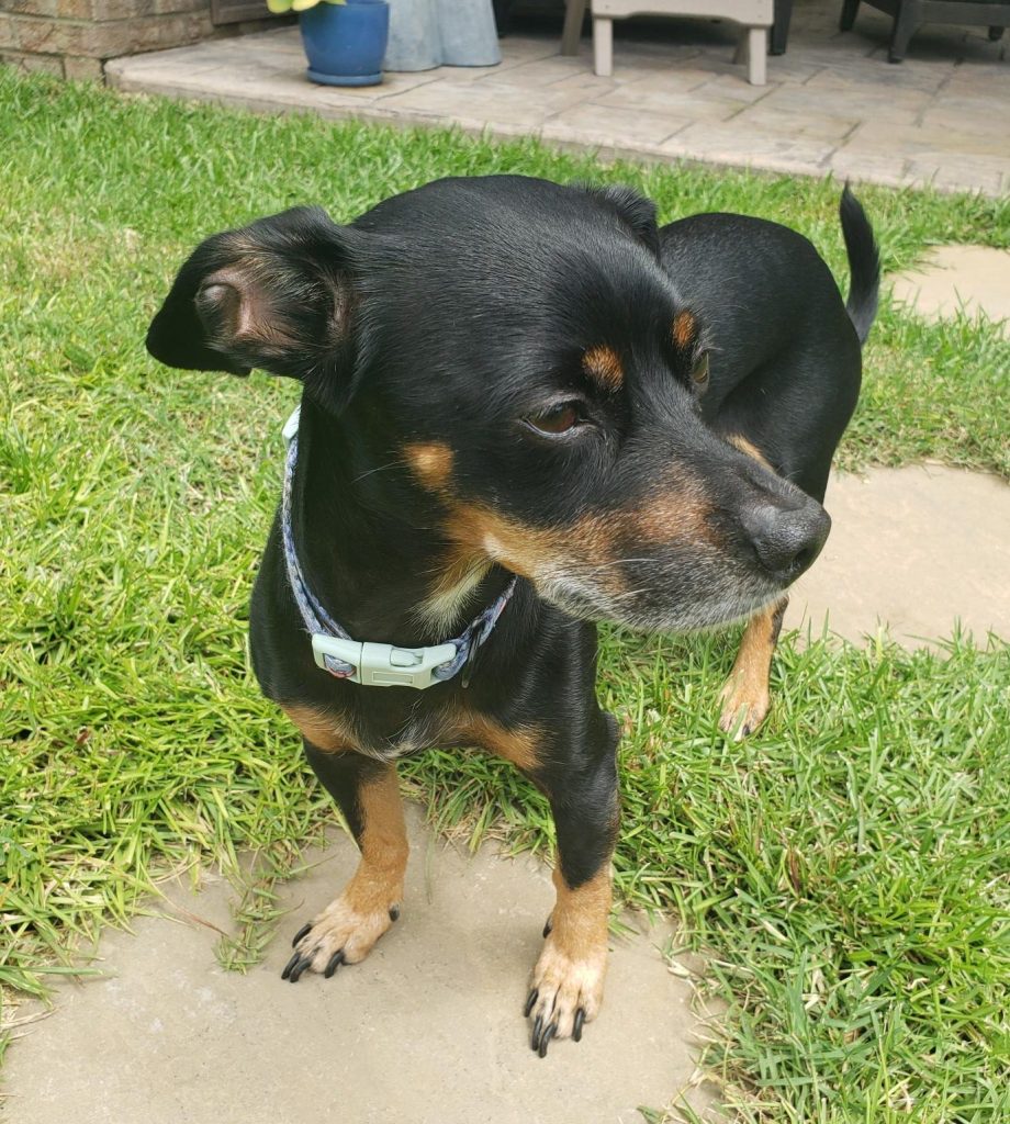 Adorable chiweenie dog for adoption near charlotte and raleigh (laurinburg) nc – meet ramsay