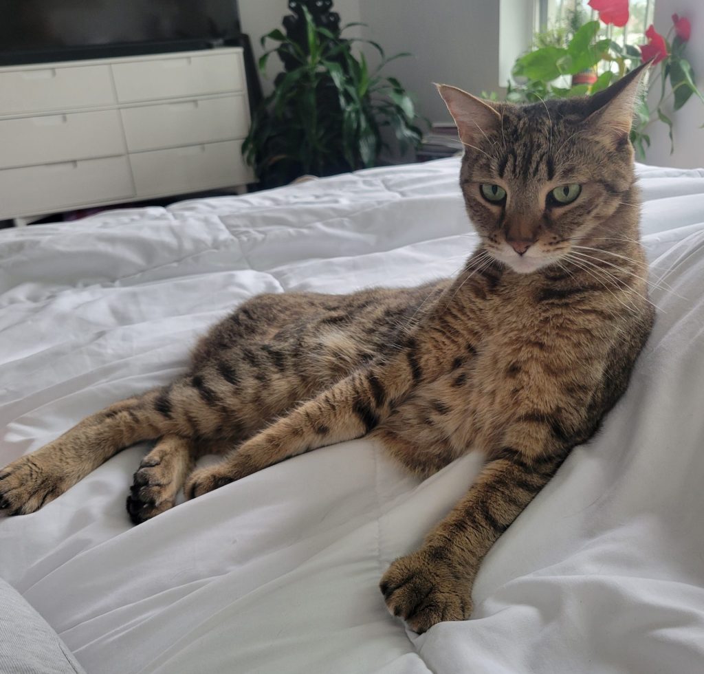 Maaz, a desert lynx cat for adoption in san diego ca