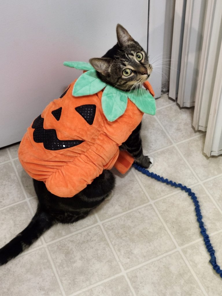 Amazing leash trained 3 yo bengal mix cat for adoption in edmonton ab – meet lucas
