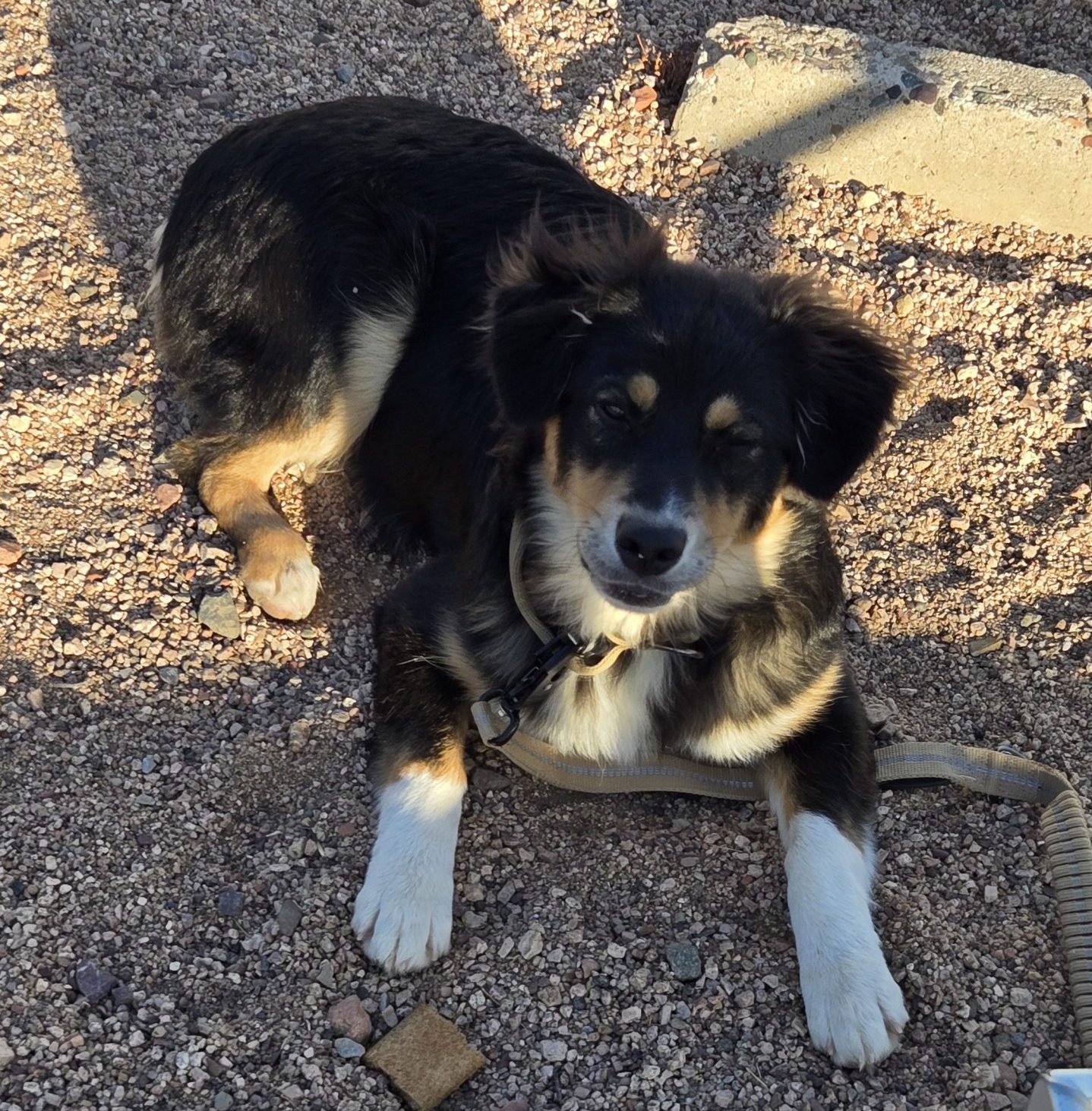 Australian Shepherd puppy for adoption in phoenix az