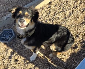 Australian shepherd puppy for adoption in phoenix az