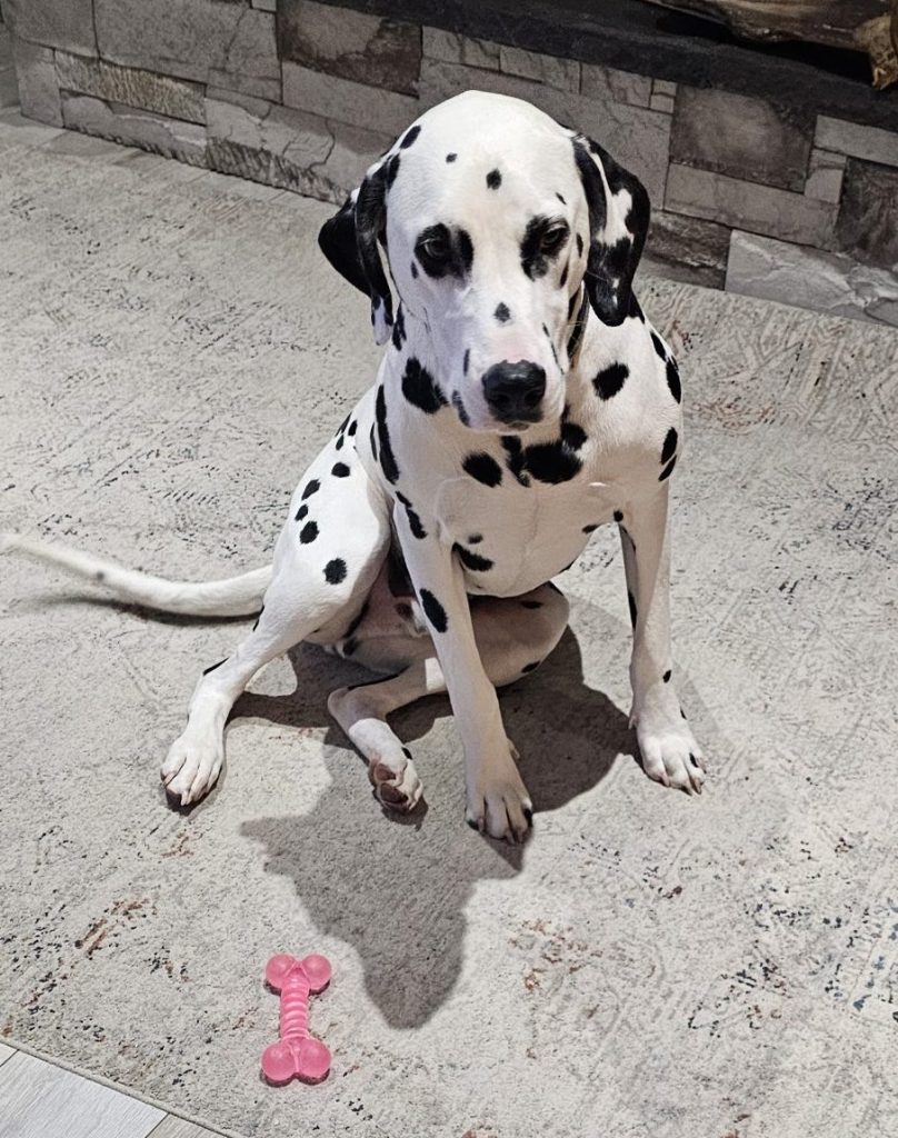 Dalmatian for adoption in red deer ab