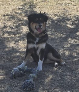 Australian shepherd puppy for adoption in phoenix az