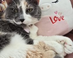 Cat for adoption in edmonton