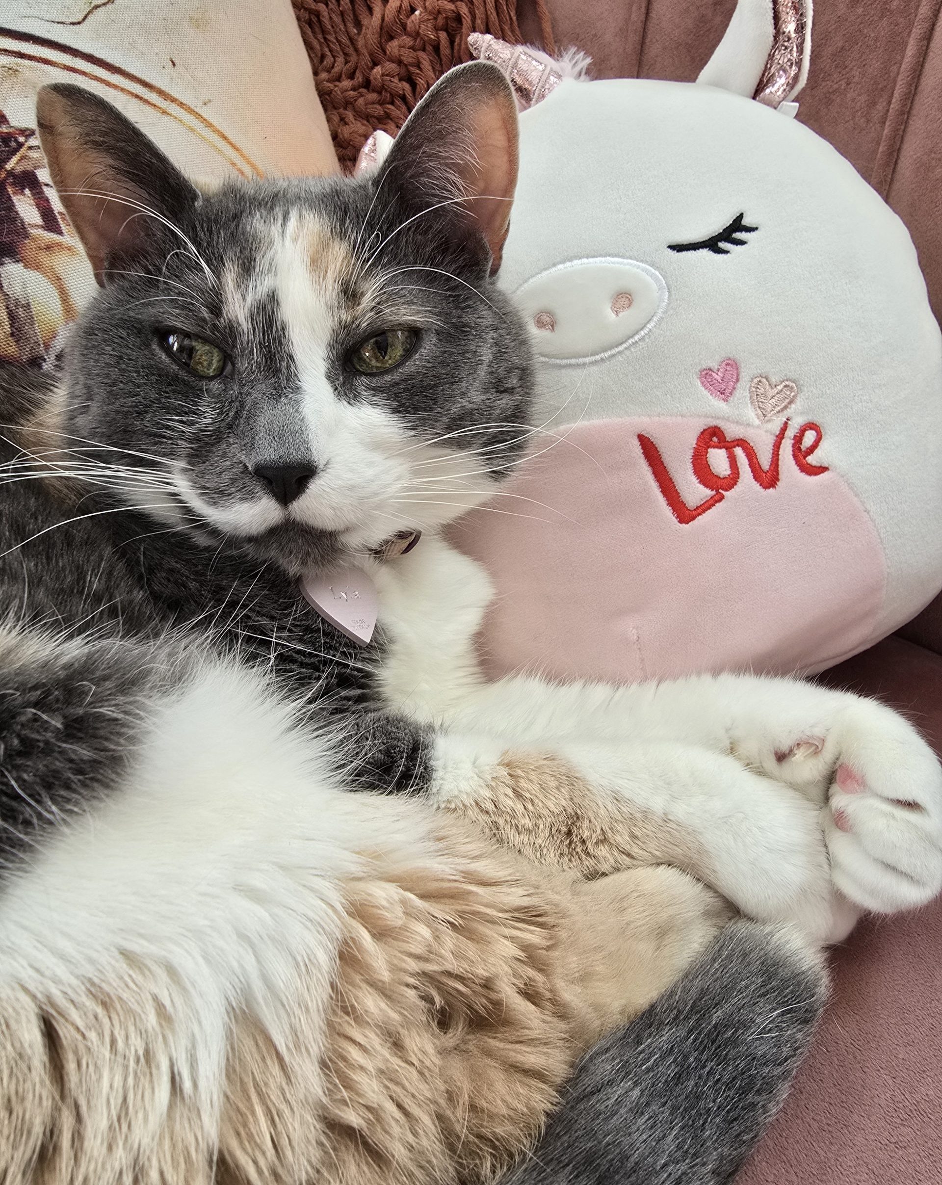 Sweet senior calico cat for adoption in edmonton ab – meet lyla