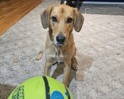 Floppy Eared German Shepherd Mix Dog For Adoption In Cincinnati