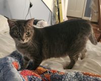 Gray Tabby Cat For Adoption In Smyrna Tn Poses For The Camera
