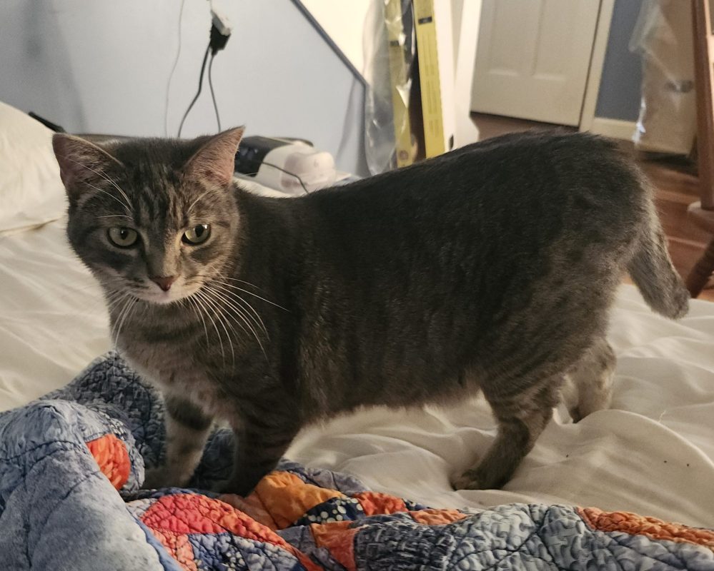 Gray tabby cat for adoption in smyrna tn poses for the camera