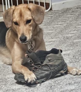 Photo Joey the German Shepherd mix dog for adoption in Cleves OH sitting outdoors looking happy and alert
