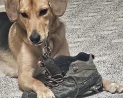 Joey The German Shepherd Mix Dog For Adoption In Cleves OH Sitting Outdoors Looking Happy And Alert