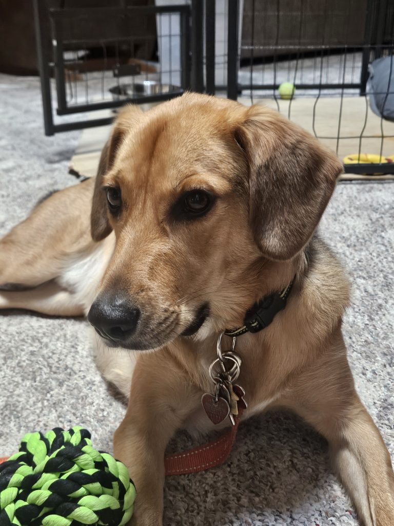 Photo Family friendly German Shepherd mix dog for adoption in Cleves Ohio playing indoors