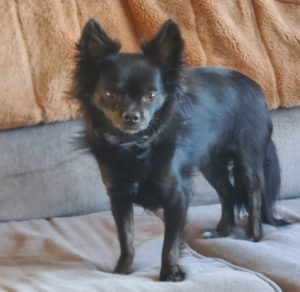 Tommy, a 5 pound longhaired chihuahua dog for adoption in calgary airdrie ab