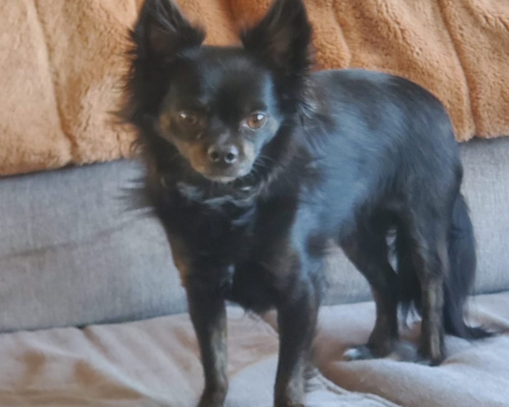 Tommy, a 5 pound longhaired chihuahua dog for adoption in calgary airdrie ab