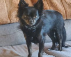 longhaired chihuahua for adoption in calgary Photo Tommy, A 5 Pound Longhaired Chihuahua Dog For Adoption In Calgary Airdrie Ab