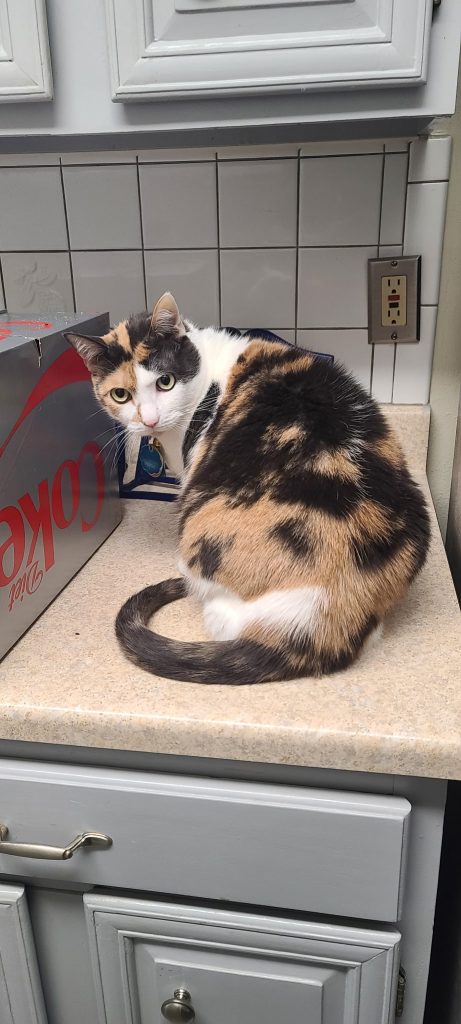 pets for adoption near you Photo Adorable Calico Cat for Adoption in Houston Texas – Adopt Spice