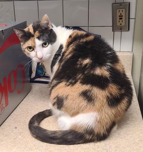 Adorable Calico Cat for Adoption in Houston Texas – Adopt Spice