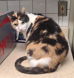 Adorable Calico Cat For Adoption In Houston Texas – Adopt Spice