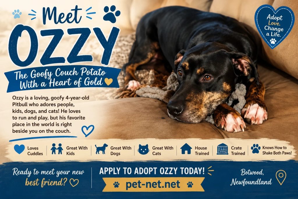Photo Ozzy, a pitbull dog for adoption in botwood Newfoundland