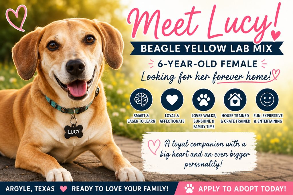 Photo Meet Lucy, a beagle yellow lab mix dog for adoption in Argyle Texas