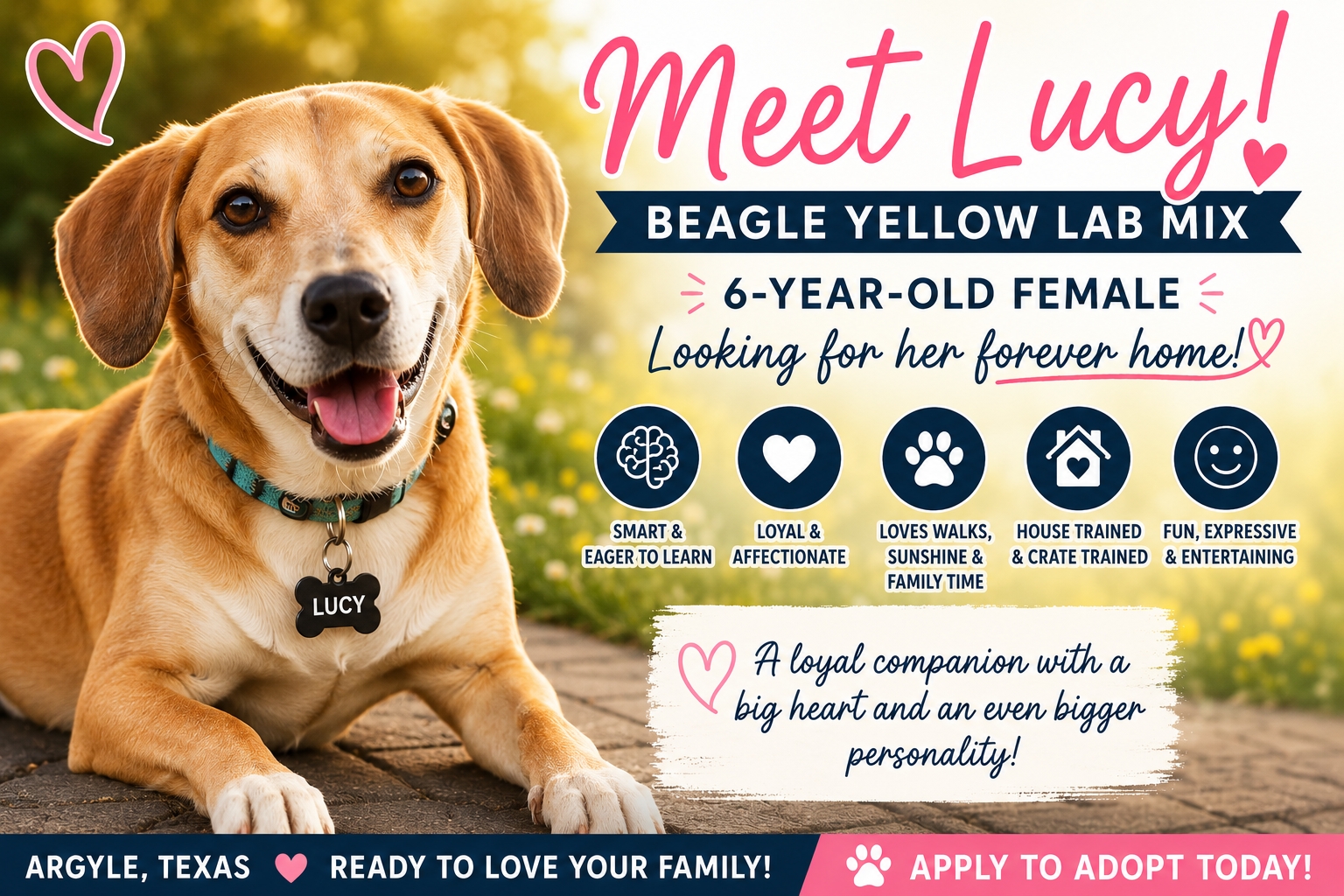 Photo Lucy, Beagle Yellow Lab Mix dog for adoption in Argyle, Texas