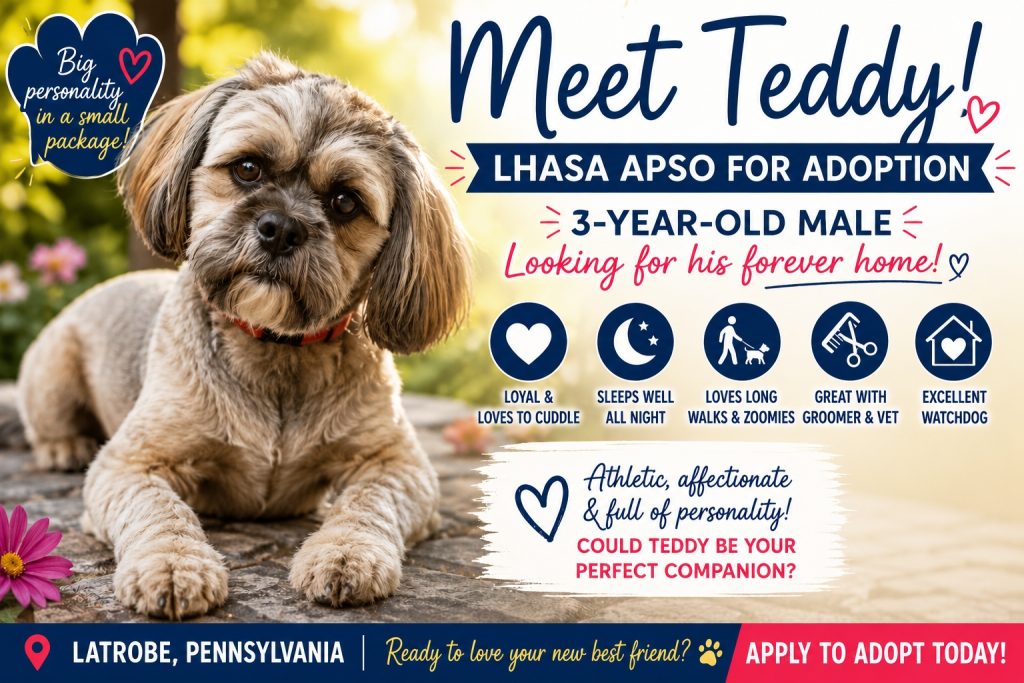 Photo Teddy, Lhasa Apso dog for adoption in Latrobe PA