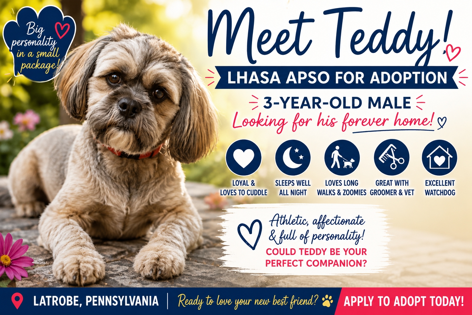 Photo Teddy, Lhasa Apso dog for adoption in Latrobe, Pennsylvania
