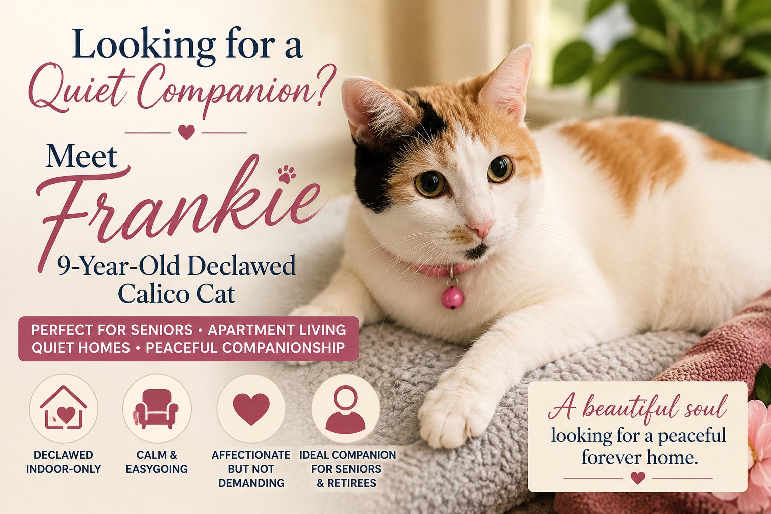 Photo Frankie, a declawed Calico cat for adoption near San Antonio Texas