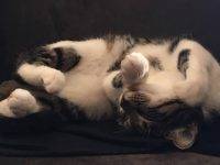 Tuxedo Tabby Cat For Adoption In Okotoks