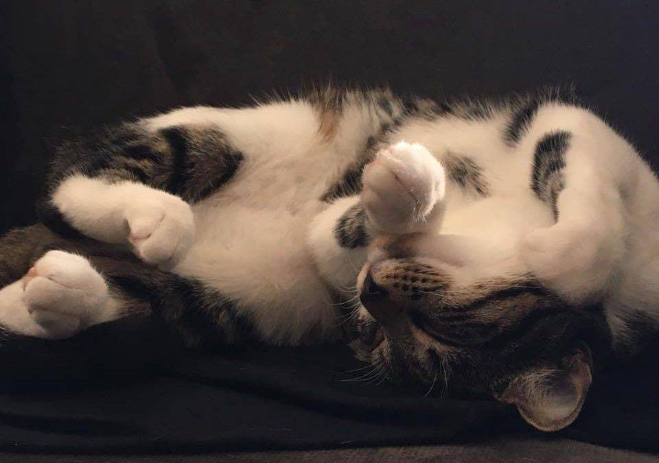 Tuxedo Tabby Cat For Adoption in Okotoks AB