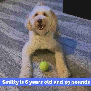 Miniature Labradoodle For Adoption in Indianapolis Indiana