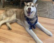 Siberian Husky For Adoption In Cummington MA - Meet Kovu